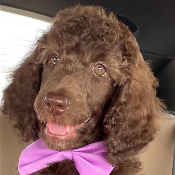 Meet your Posher, Amanda - Picture 9 of 9